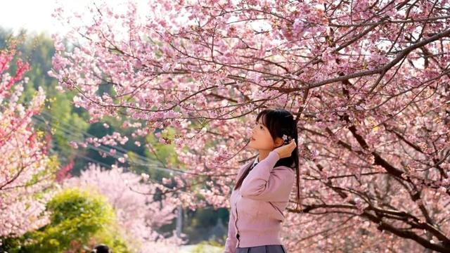 即！将！开！园！明月山花海原居赏樱攻略来啦！