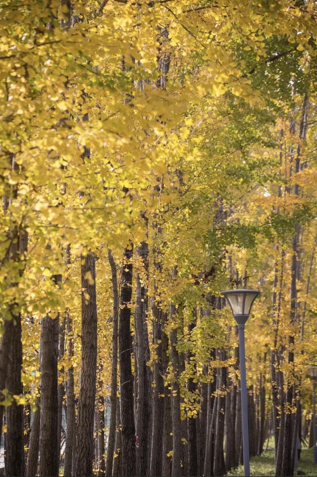 上海银杏浓度已达99%！这份含“金”量超高的浪漫别错过→