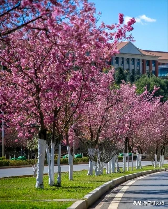美炸！美炸！全国裹貂我赏樱！昆明最全冬樱赏花攻略来了，周末快冲~