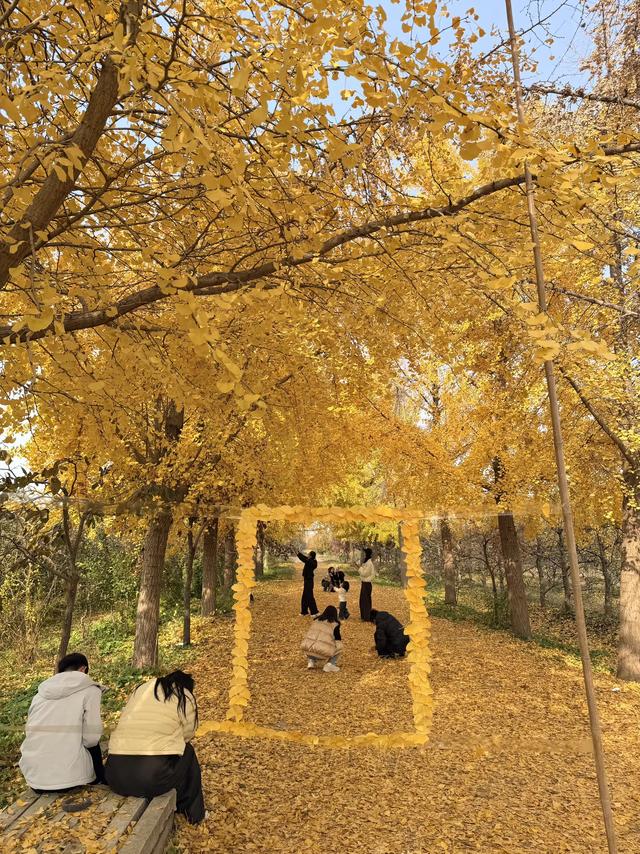 金黄秘境藏乡野!菏泽鲁西新区马岭岗镇慕禾生态园银杏成秋日打卡顶流