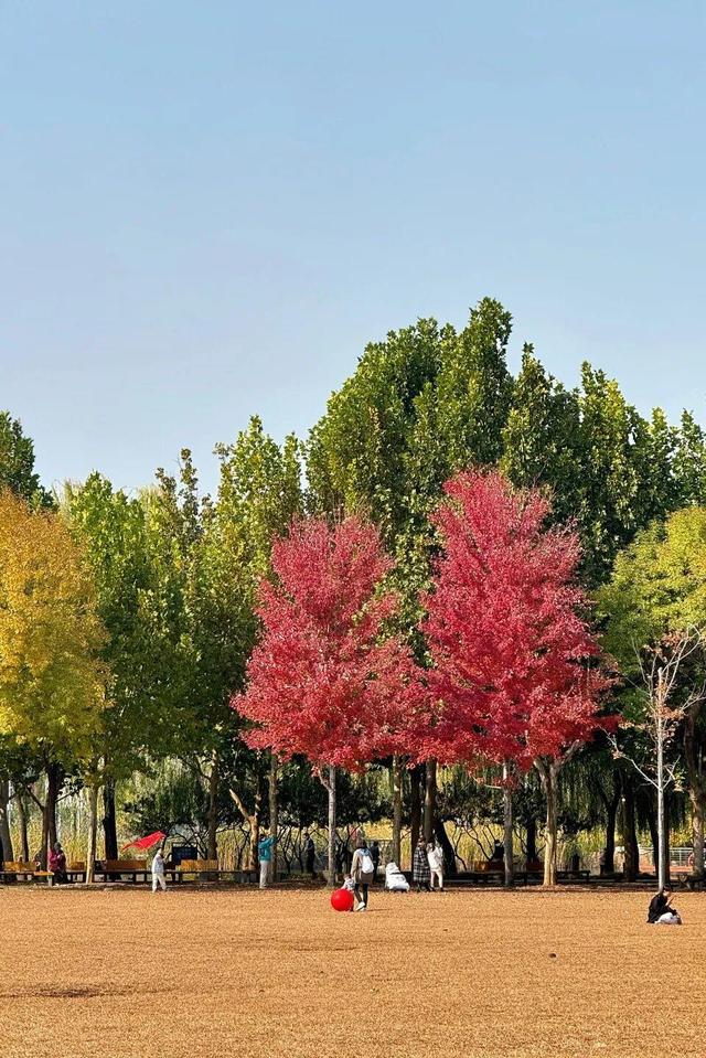 实拍！海淀“莫奈花园”已开启五彩斑斓“童话模式”