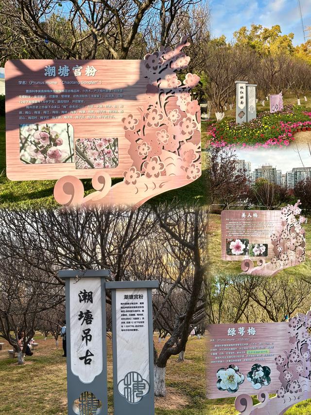 深圳赏梅天花板！🌸27000m²梅园地铁直达