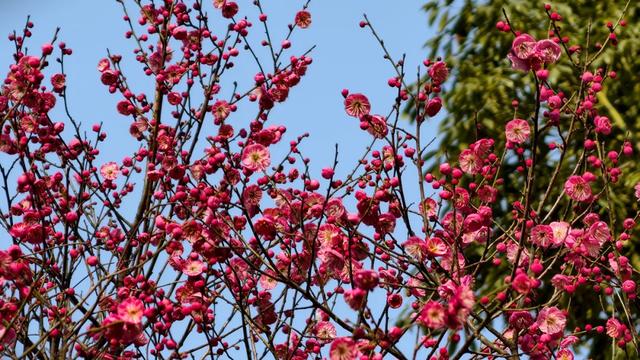 限时“梅”景!郫都这座千年古寺,藏着冬日最治愈的禅意与浪漫