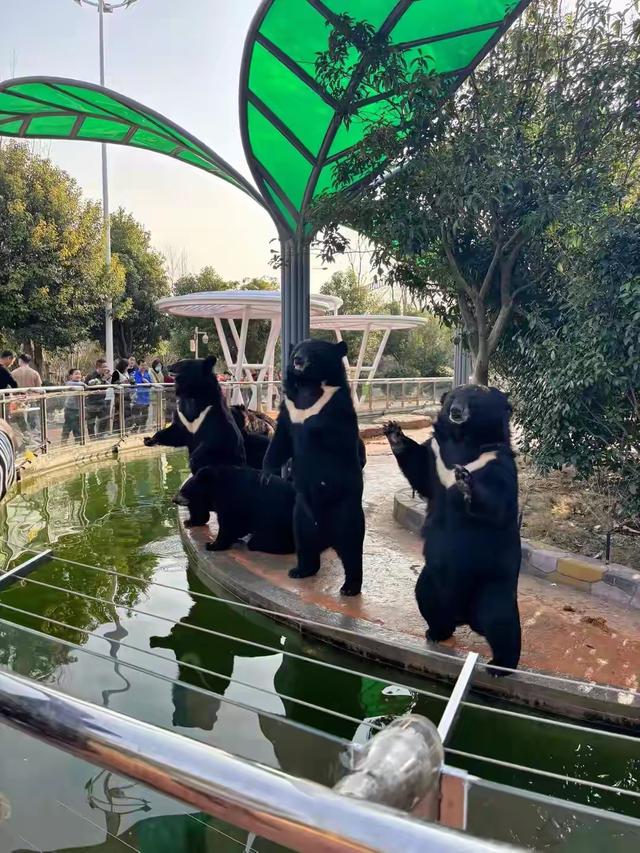 零距离邂逅神奇动物！南京金牛湖野生动物王国超详细游玩攻略