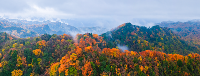 四川广元旺苍县初冬红叶如画 山色斑斓引客来