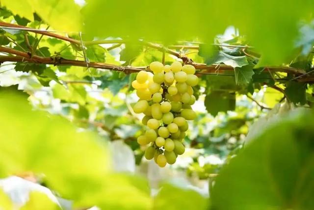 初冬逛沪郊！奉贤、崇明限时优惠来啦