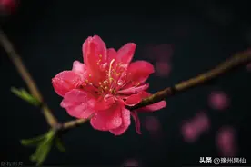 关于桃你不知道的小知识—桃花图片