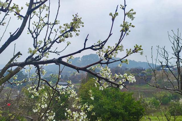 梨花带雨，新津带你！来约！