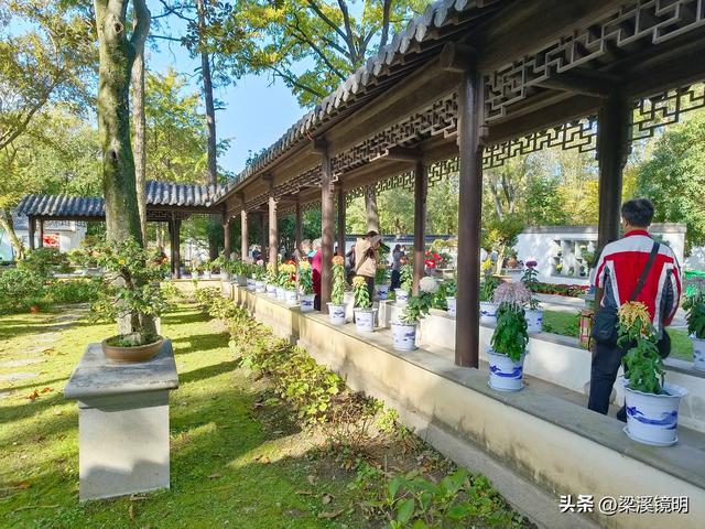 “中山秋韵，菊映盛世”，赏菊南京中山植物园（下）