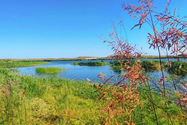 沙漠深处的生态奇迹：探访136团小拐无名湖湿地