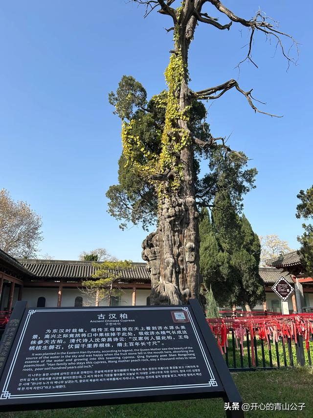 济渎庙里的两棵松柏——洛阳小众古迹之二十五