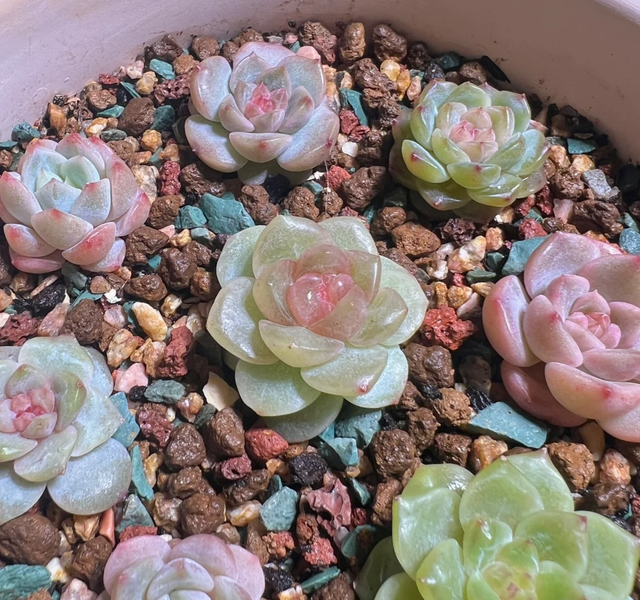 “买花一时爽，养花火葬场”的17种花， 劝你不要随意买