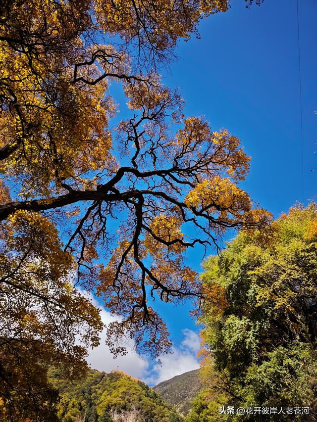 米亚罗彩林季，观赏一日游！