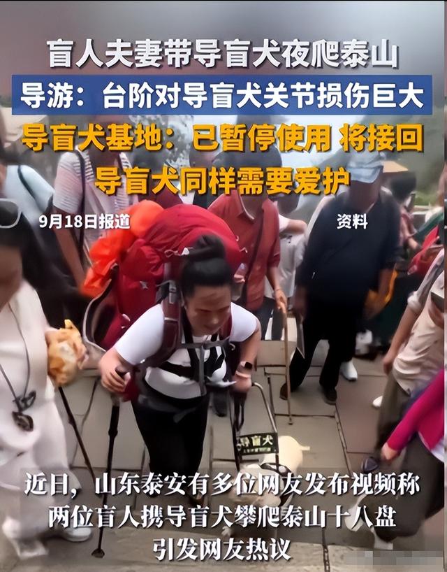 带导盲犬爬泰山的夫妻被网友批评，导盲犬芬迪看着非常累