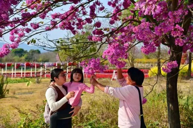 游客接待量同比增长超138%！多样玩法点燃南山镇“新春热”