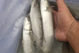 同样是咸淡水钓鱼，为什么宁波杭州湾和梅山湾鱼情会有很大不同！图片