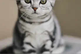 猫咪一生仅15年！主人们必看的四个阶段养护诀窍 别让遗憾成真图片