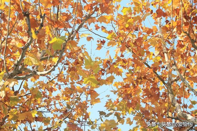 今日小雪，老人说“最怕小雪一日晴”，到底在怕什么？答案来了