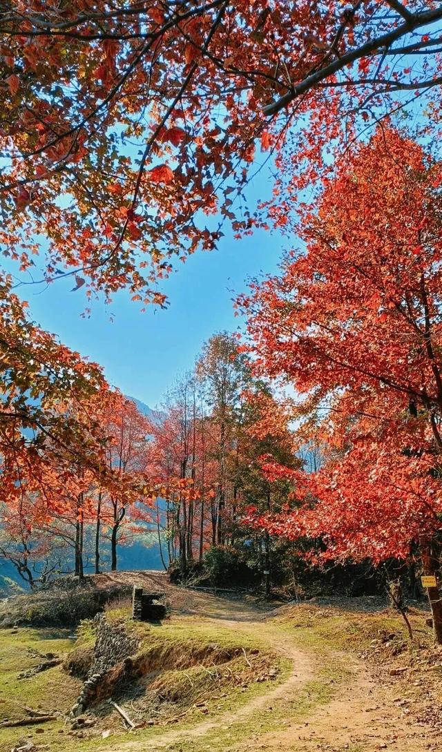 给你个准信！韶关森林红！红！红啦~