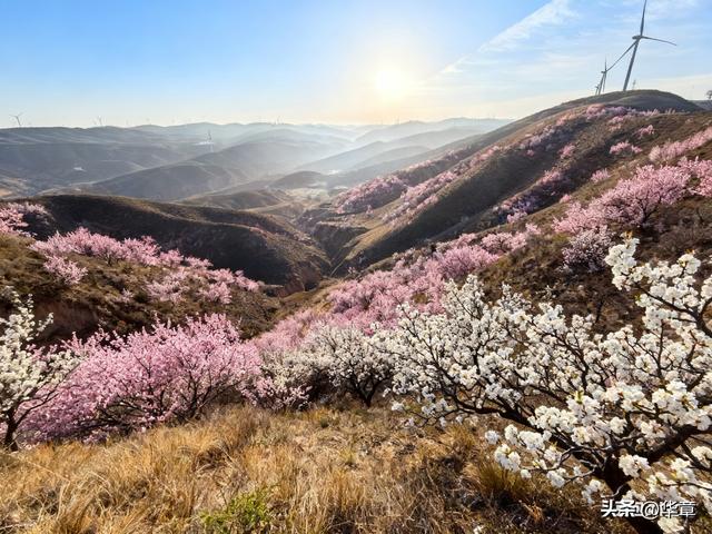 旱塬涅槃：张家塬乡，一座国家级农业主题公园的梦想