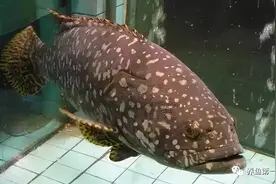 常见100种海水鱼类图谱图片