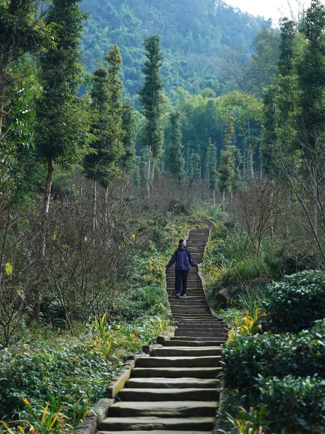 新发现的小众徒步路线！成都周边1.5h茶马古道，免费景美野趣十足
