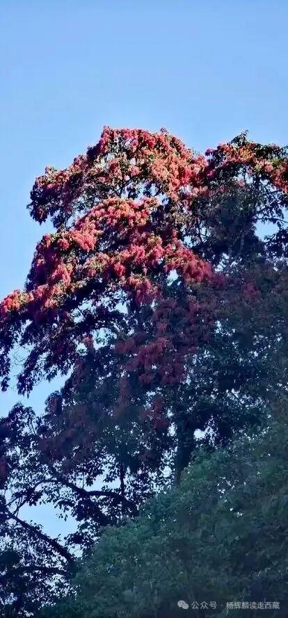 林芝•墨脱，风景如画的金珠藏布