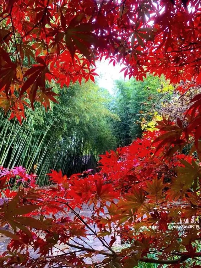 临沂这抹红，醉了秋日山水