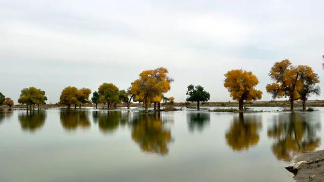 渭南文坛 | 王纪民：胡杨林之旅杂记