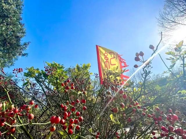临沂这抹红，醉了秋日山水