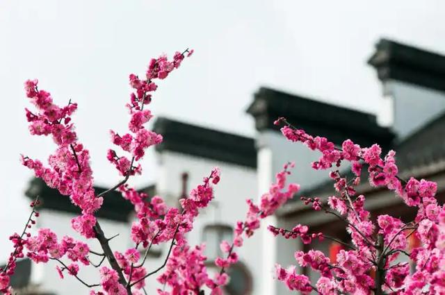 西山赏梅：邂逅一场灵魂的雅集