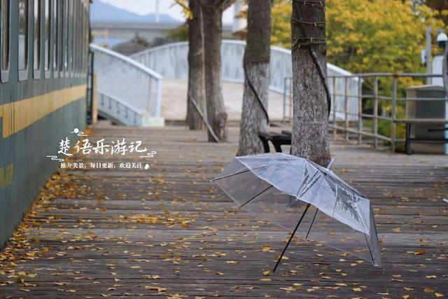 浙江宁波的水景公园，不仅是露营的好去处，还是银杏乌桕观赏胜地