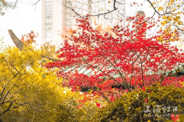 鲁迅公园枫叶红了！红黄青绿交织秋意浓~超出片