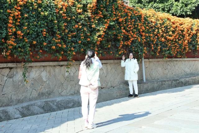 限定美景！桥南古街这片“橙红瀑布”藏不住了