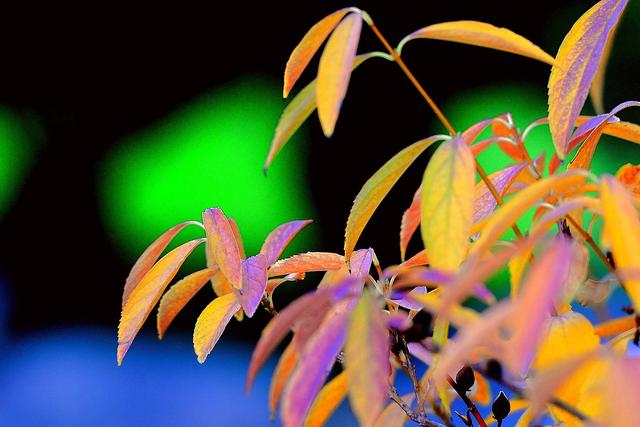 大公图书馆丨秋日里的诗意庭园