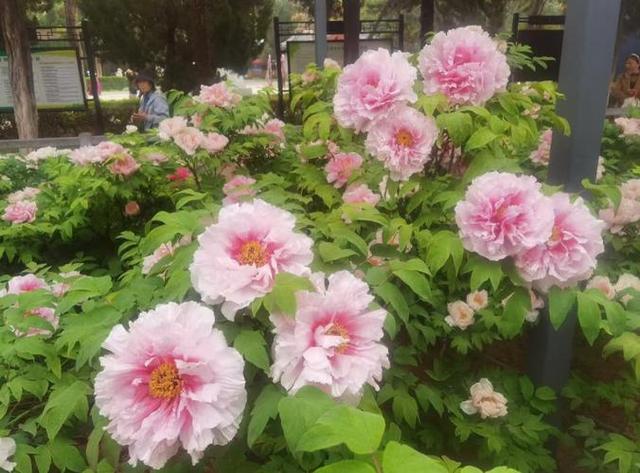 情感爆文：你的身影离我很远很远，声音却想在耳畔！