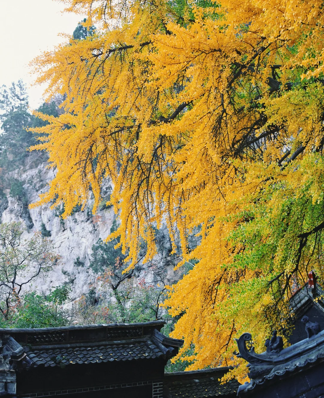 即刻出发，解锁淄博「秋日限定」模式，错过等明年！