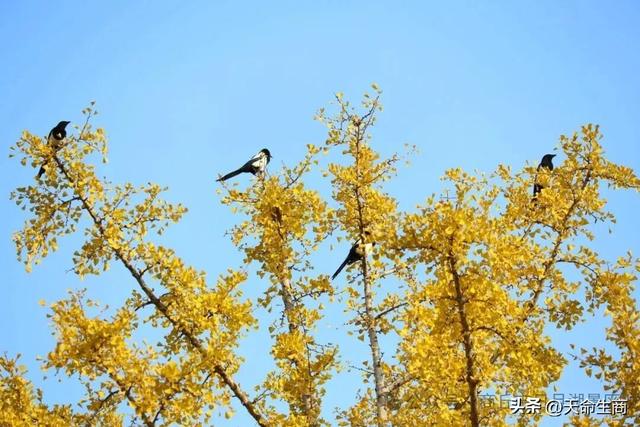 商丘日月湖景区：从来银杏不负秋