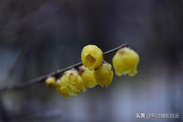 达活泉公园腊梅（美图）