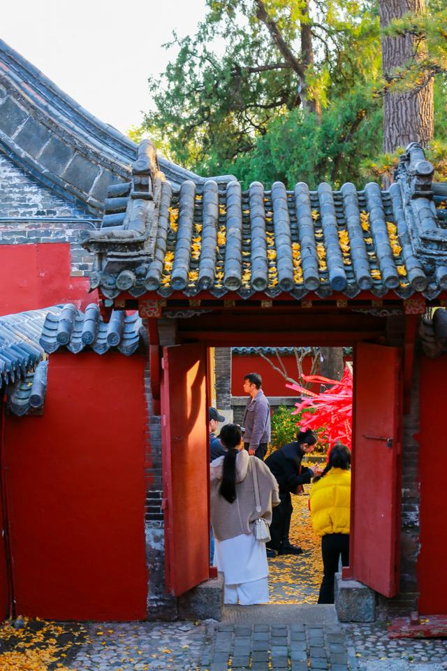 泰山普照寺，那最后的一树金黄