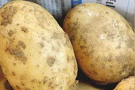 才知道，原来保存土豆这么简单！撒上一把，可以吃半年不发芽图片