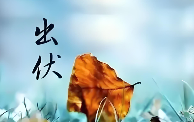 今日出伏，“出伏逢单雨不缺，出伏逢双旱死牛”，今年逢双还是单
