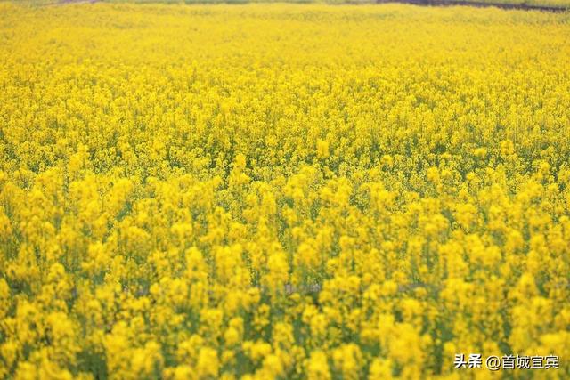 美如画！宜宾一地900亩油菜花开了