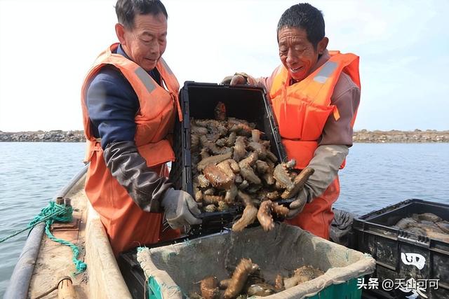 怎样区别野生海参和养殖海参 2026年真正的野生海参图片