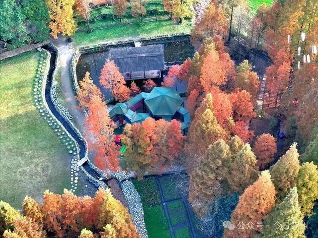 出片率100%！为崇州这些高颜值路连发三天朋友圈！