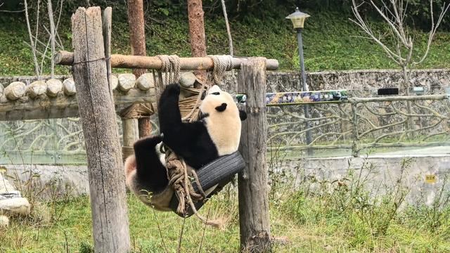 民族团结和美九寨 甲勿海大熊猫会“宠客”