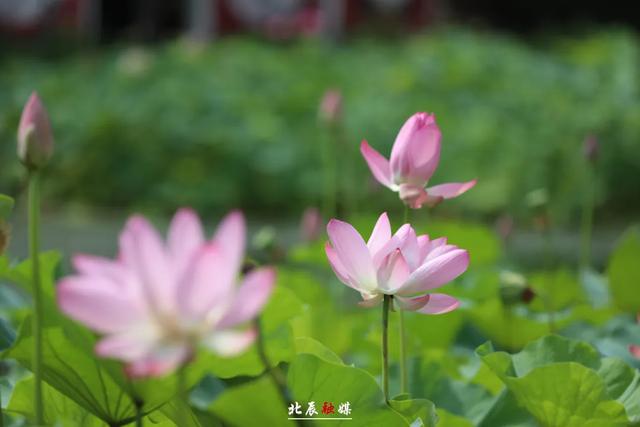 下映后，哪吒“六遛”北辰！说了啥？