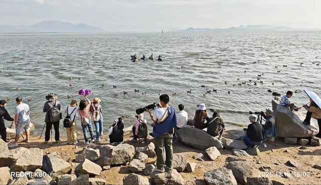 快乐的25/26深圳湾候鸟季