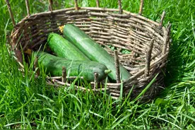 黄瓜架子搭不对，满藤开花不结瓜？手把手教你正确方法图片