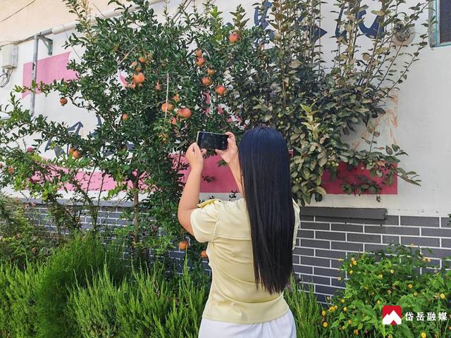 马庄镇吴新村：石榴满枝迎丰收 乡村美景入画来